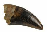 Serrated, Tyrannosaur (Nanotyrannus?) Tooth - Montana #129381-1